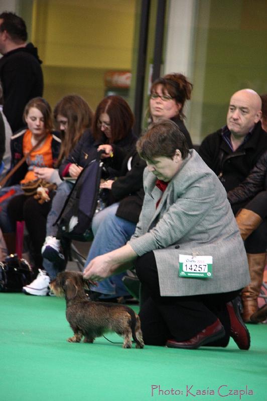 Crufts2011_2 1100.jpg